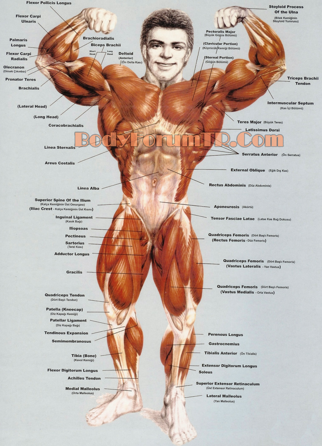 anatomi | Bodyforum Blog